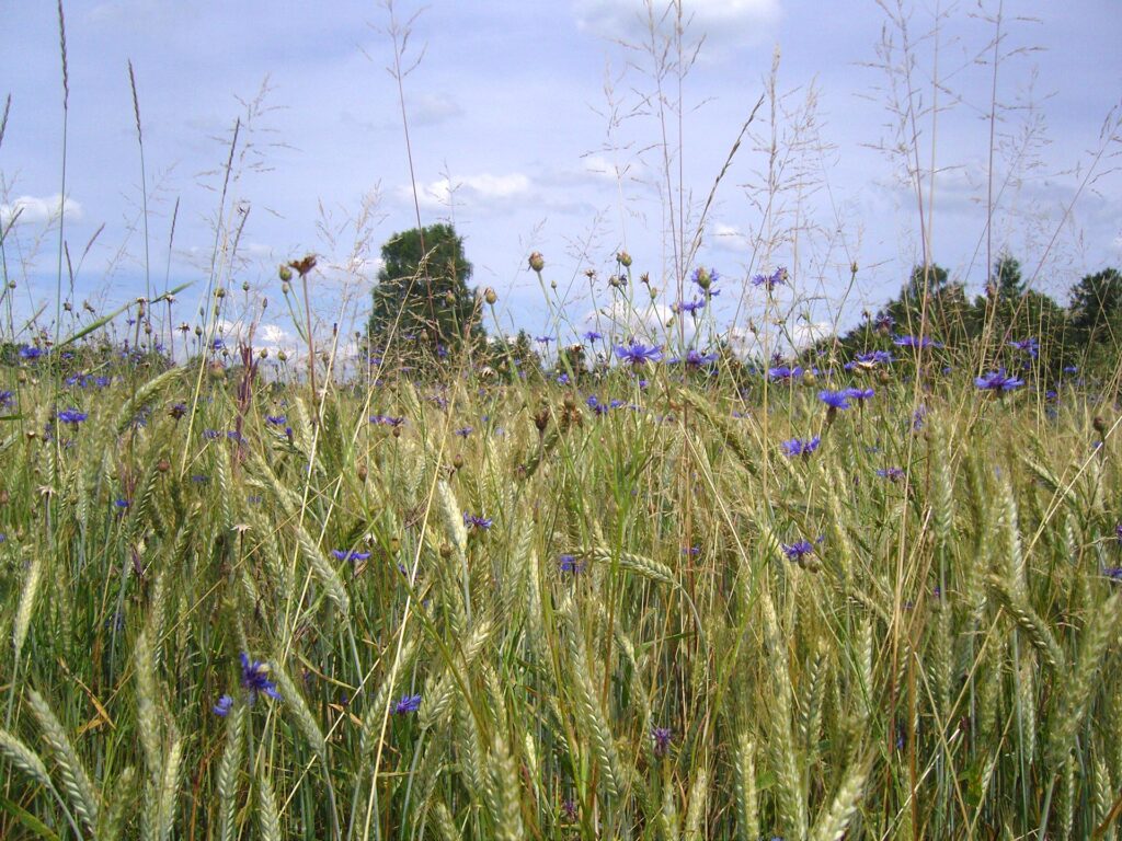 Feld mit Laufener Landweizen und bunten Ackerwildkräutern