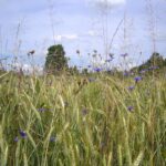 Feld mit Laufener Landweizen und bunten Ackerwildkräutern