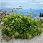 Blühender Meisterwurz in alpinem Gelände