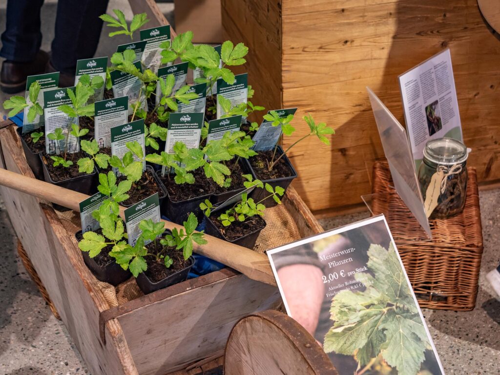 Meisterwurzpflänzchen in einer Schubkarre