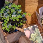 Meisterwurzpflänzchen in einer Schubkarre