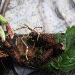 Ausgegrabene Meisterwurz Wurzel auf einem Tisch