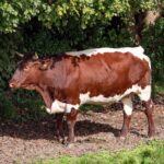 Pinzgauer Rind steht auf einem Weg vor einem Gebüsch