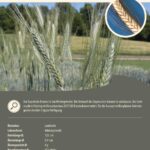 Steckbrief Bayerischer Emmer