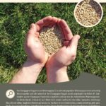 Steckbrief Champagner Roggen