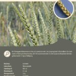 Steckbrief Chiemgauer Winterweizen