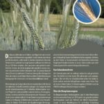 Steckbrief Emmer aus Weihenstephan