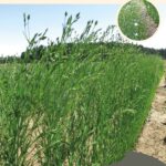 Steckbrief Endreß Roland Lein