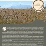 Steckbrief Laufener Landweizen