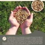 Steckbrief Oberkulmer Rotkorn