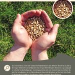 Steckbrief Schwabenkorn