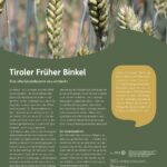 Steckbrief Tiroler Früher Binkel
