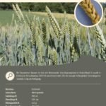 Steckbrief Traunsteiner Brauner