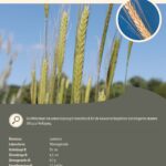 Steckbrief Wildeinkorn