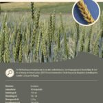 Steckbrief Wolfratshausener Landweizen
