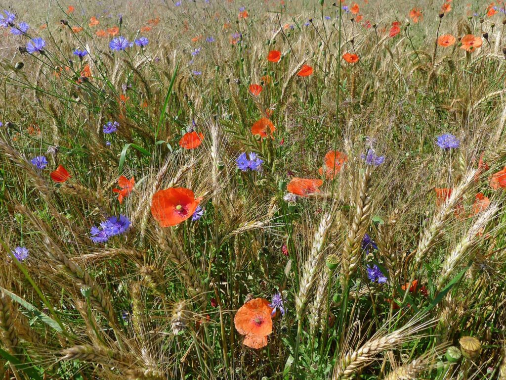 Bunte Ackerwildkräuter im Getreidefeld