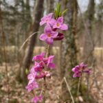 Blüten des Seidelbasts