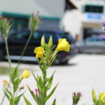 Blühende Pflanzen vor dem Firmengebäude des Partnerbetriebs psm protech GmbH & Co. KG