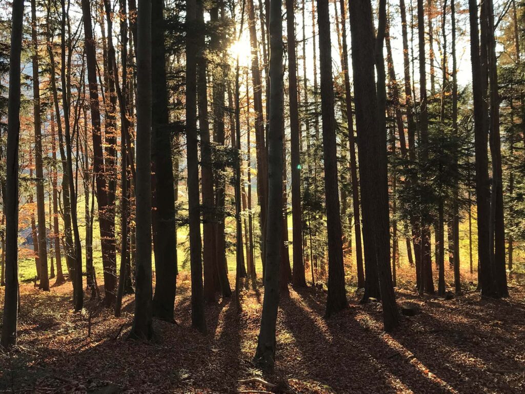 Sonnendurchfluteter Wald im Herbst