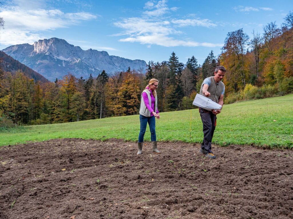 Landwirte säen Getreidekörner mit der Hand aus