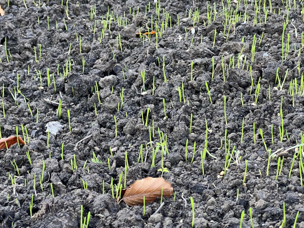 Wenige Wochen altes auflaufendes Getreide auf Acker