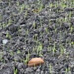 Wenige Wochen altes auflaufendes Getreide auf Acker