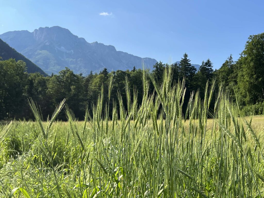 Getreideähren vor Bergkulisse