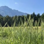 Getreideähren vor Bergkulisse