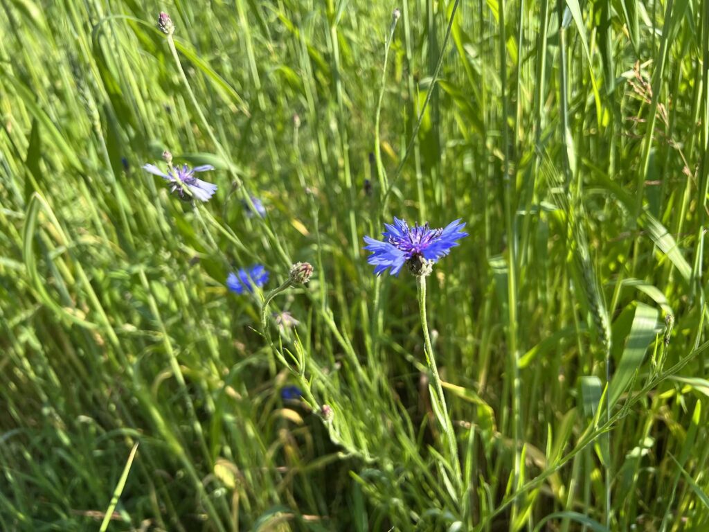 Kornblume im Getreidefeld