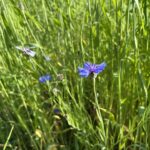Kornblume im Getreidefeld