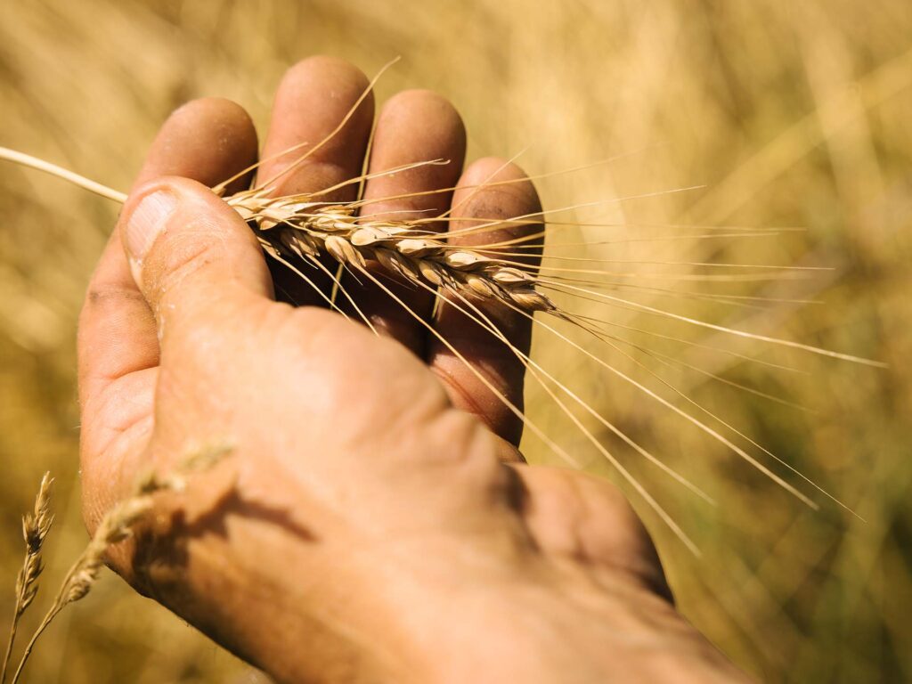 Getreideähre in der Hand