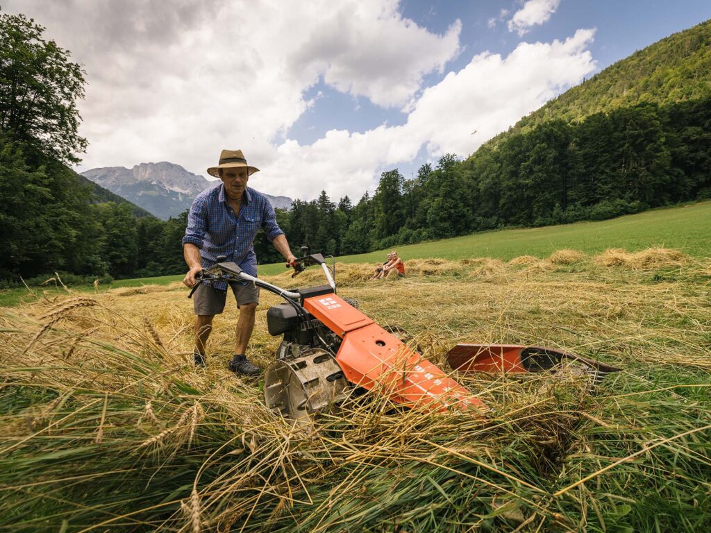 Ernte des Getreides mit einem Handmäher