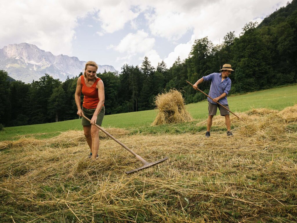 Landwirte beim Rechen des Getreides nach der Ernte per Hand