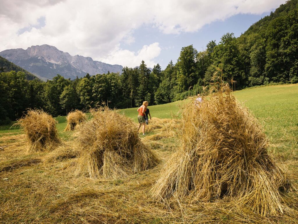 Landwirte errichten Schober aus Getreide, um es zu trocknen