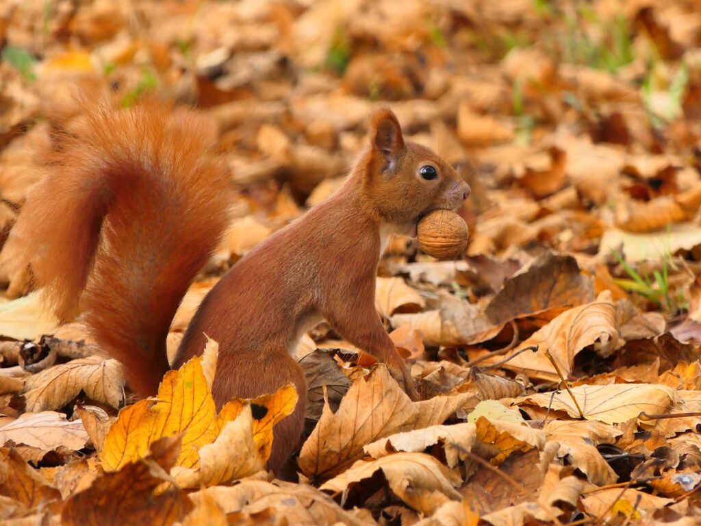 Eichhörnchen im Laub