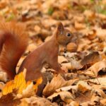 Eichhörnchen im Laub