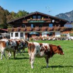 Kühe vor dem Gebäude des Wassererlehens