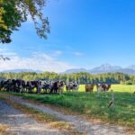 Kühe stehen auf einer Weide mit Blick zum Bergmassiv des Hochstaufen