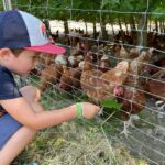 Kind füttert Hühner im Freilauf