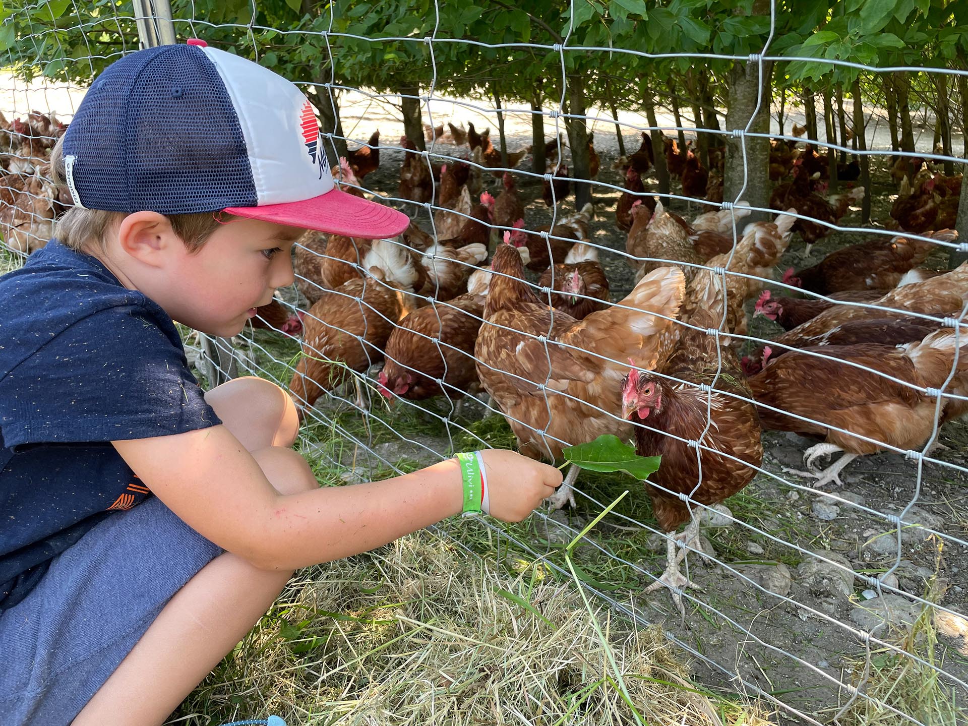 Kind füttert Hühner im Freilauf
