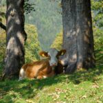 Kuh liegt auf einer Alm zwischen Bäumen im Schatten