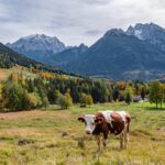 Cow in the pasture, in the background the mountain ranges of Hochkalter and Watzmann