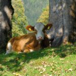Kuh liegt auf einer Alm zwischen Bäumen im Schatten