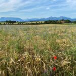 Getreidefeld mit Ackerwildkräutern vor Bergkulisse