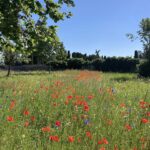 Wiese mit Mohnblumen und Kornblumen
