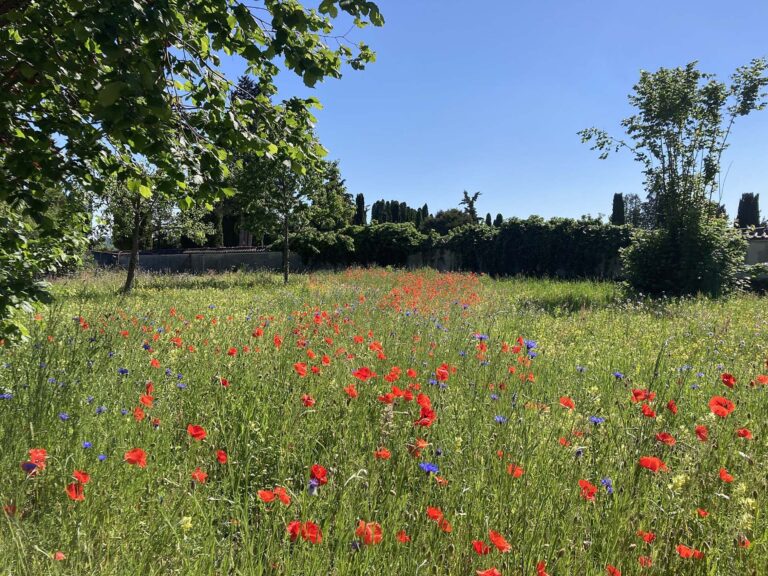 Wiese mit Mohnblumen und Kornblumen