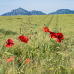 Mohnblumen im Getreidefeld mit Bergblick