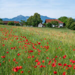 Ackerwildkräuter am Rand eines Getreidefelds
