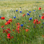 Ackerwildkräuter am Rand eines Getreidefelds