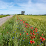 Ackerwildkräuter am Rand eines Getreidefelds
